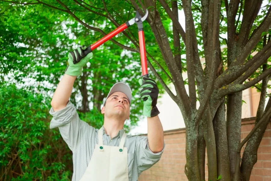 How to Trim Trees in Bradenton, FL